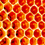 Bees in a hive are model knowledge managers